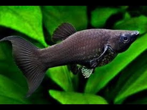 Видео: Черная Моллинезия. Рождение мальков. #тренд #аквариумные_рыбки