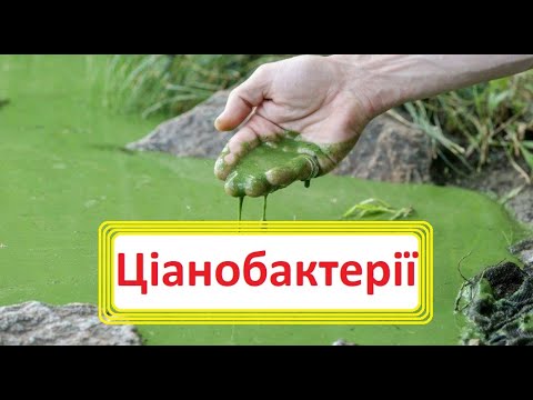 Видео: Ціанобактерії. Особливості будови та процесів життєдіяльності ціанобактерій.