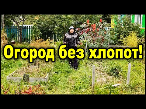 Видео: Осенью делаю так и весной почва рыхлая и плодородная без всякой перекопки! Подготовка огорода к зиме