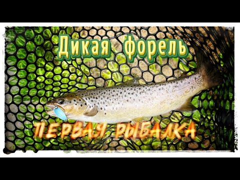 Видео: Дикая форель ! Первый выезд 2024 !