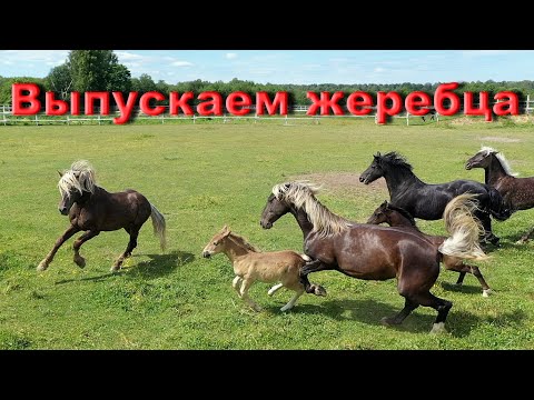 Видео: Жеребец в табуне