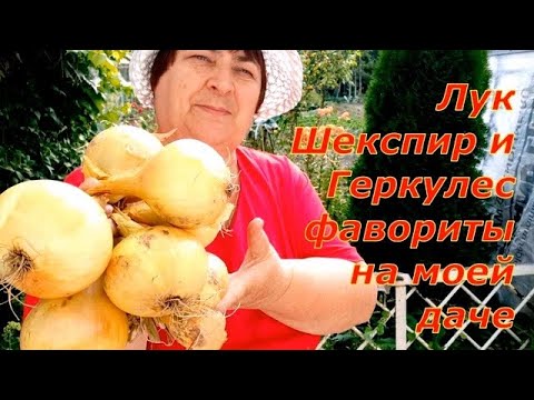 Видео: ЛУК ШЕКСПИР И ГЕРКУЛЕС стал фаворитом на моей даче. Посадка лука под зиму