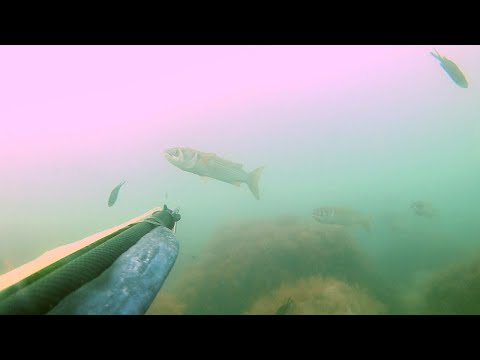 Видео: Часть №2. Охота на лобана 2021 Шикарная охота на кефаль SPEARFISHING IN BLACK SEA 2021. VLANIK 105.