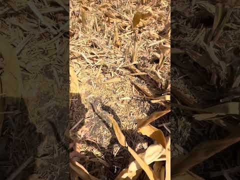 Видео: Без орошения с кукурузой здесь делать нечего … 