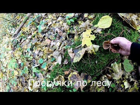 Видео: Прогулки по лесу  | После заморозков ждем золотую осень.