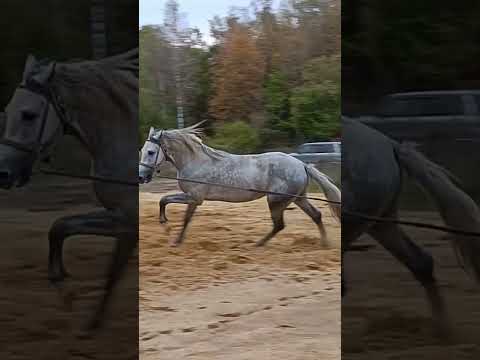 Видео: Работа с лошадью на манеже на корде #лошади #рысь #галоп #horse