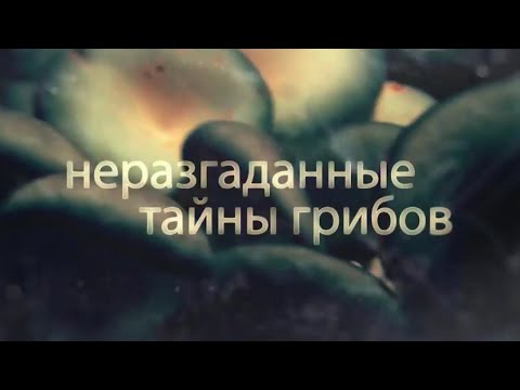 Видео: Неразгаданные тайны грибов. Документальный фильм (2019) @SMOTRIM_KULTURA