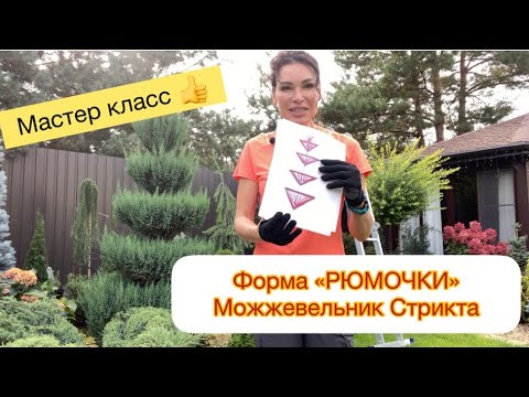 Видео: МАСТЕР КЛАСС 👍 Можжевельник Стрикта. Ссылки на мои каналы в описание 👇