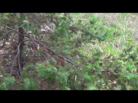 Видео: Крепост Свети Илия - Костилково Ивайловград България  Fortress of Saint Elijah - Kostilkovo