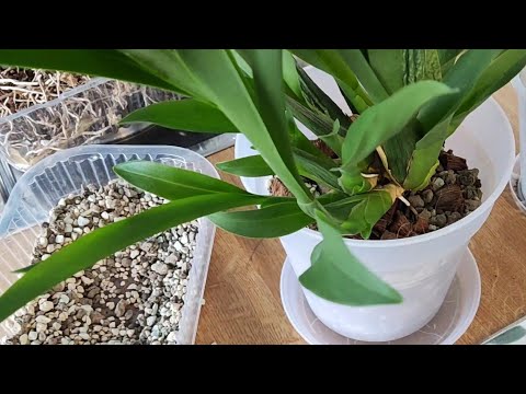 Видео: НОВЫЙ СУБСТРАТ для ОРХИДЕЙ. Что случилось с ПОЛИСТИРОЛОМ?