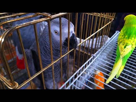 Видео: Тошкент қуш бозори: 29.10.2022