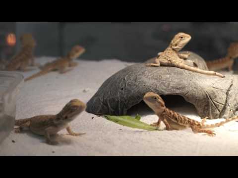 Видео: Ящерица бородатая агама