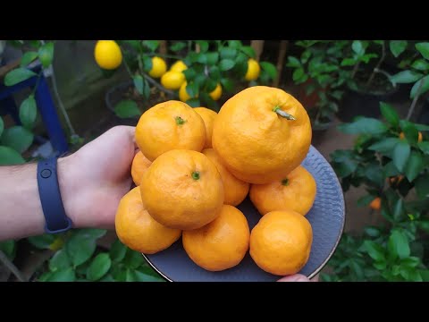 Видео: МАНДАРИН ОКИТЦУ ВАСЕ Okitsu wase C unshiu