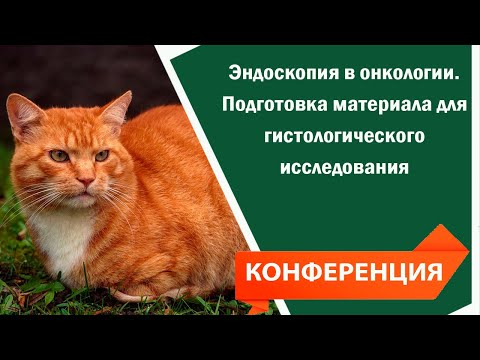 Видео: Эндоскопия в онкологии  Подготовка материала для гистологического исследования Лекция от ветеринара