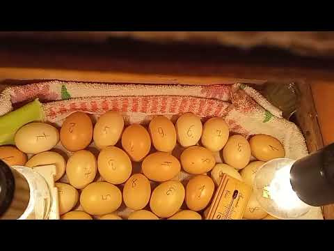 Видео: Инкубация в картонной коробке// Отвечаю на вопросы по инкубации//прямой эфир