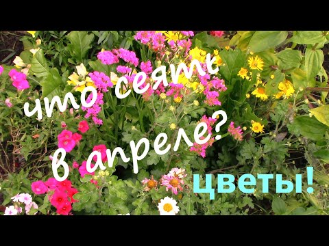 Видео: Какие Цветы посеять в АПРЕЛЕ на рассаду