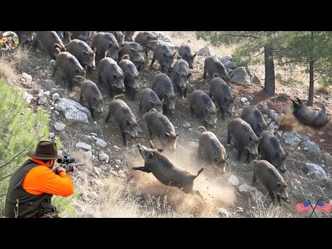 Видео: Охота на гигантского кабана – самая интенсивная охота! Самая опасная инвазивная охота на дикого к...