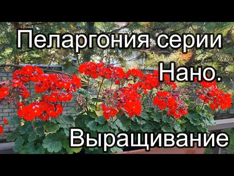 Видео: Выращивание пеларгонии НАНО