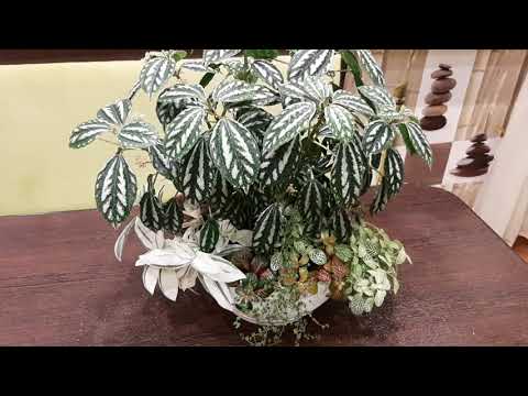 Видео: Пилея Кадье. Цветение. Цветочные композиции