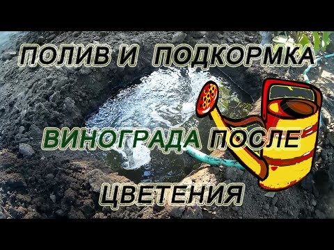 Видео: 🍇 Полив и подкормка виноградника после цветения. Полив винограда в поливные ямы.