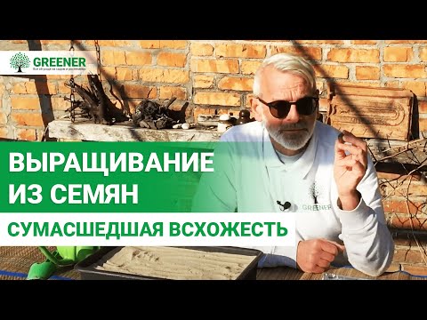 Видео: Как правильно выращивать плодовые из семян? ПРОВЕРЕННЫЕ СПОСОБЫ!