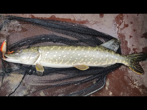 Видео: Поплыл за окунем и наткнулся на щучье логово!