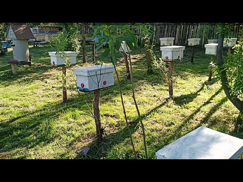 Видео: Виставляю нуклеуси 🐝👍