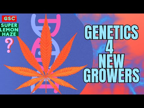 Видео: Лучшая ГЕНЕТИКА для НОВИЧКОВ!