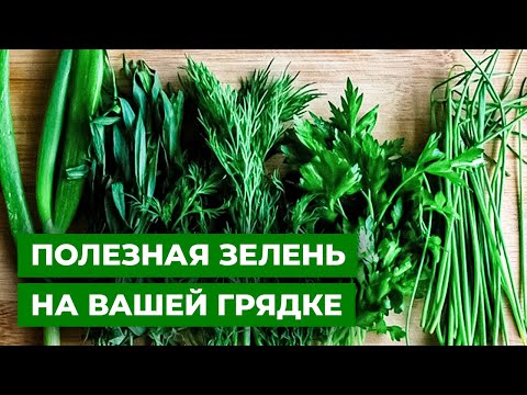 Видео: ВИТАМИННЫЙ КОНВЕЙЕР | Ранняя зелень от компании СЕДЕК