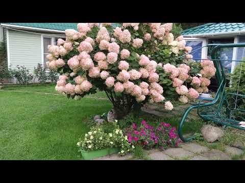 Видео: Мои метельчатые гортензии.  Уход за гортензиями.