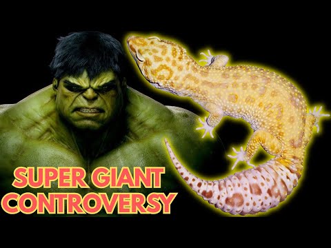 Видео: Почему ген SUPER GIANT у ЛЕОПАРДОВЫХ ГЕККОНОВ вызывает столько споров?