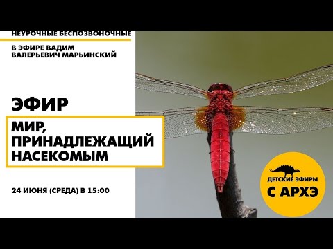 Видео: Детский эфир "Мир, принадлежащий насекомым"|рубрика "Неурочные беспозвоночные" от Вадима Марьинского