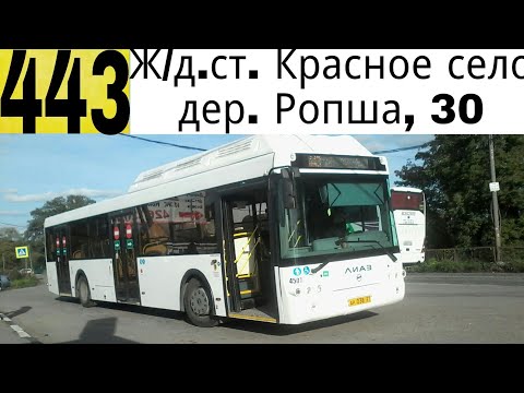 Видео: Автобус 443 "Ж/д. ст. "Красное село".- дер. Ропша,  30".