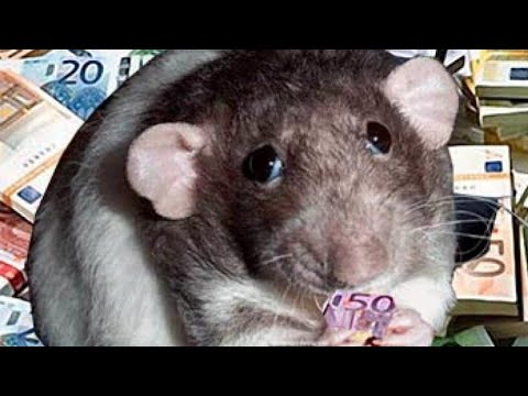 Видео: ...И ВОТ КРЫСА 🐁 ЗАГНАННАЯ В УГОЛ СООБЩИЛА...📐  😉😘😘 МУЖЧИНА - ИСТОЩЕН. 