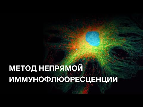 Видео: Использование метода непрямой иммунофлюоресценции