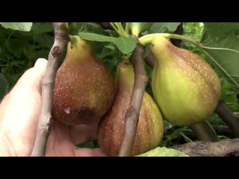 Видео: fig giant великоплідний інжир Голіаф fig giant