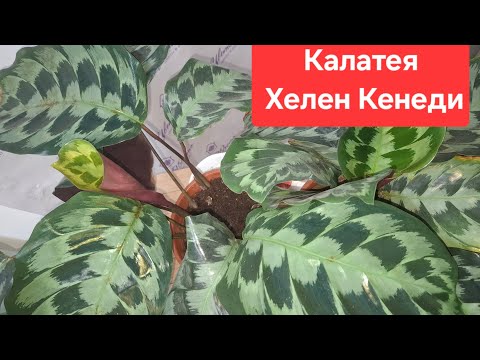 Видео: Пересадка и деление куста Калатеи Хелен Кенеди.  Видео от 29.07.2025г.