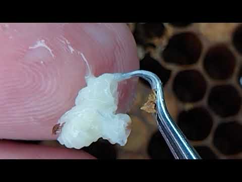 Видео: как пчелы боряться с клешём VSH(Varroa sensitive hygiene)