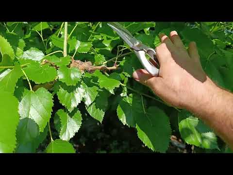 Видео: Летняя обрезка шелковицы с элементом эстетики