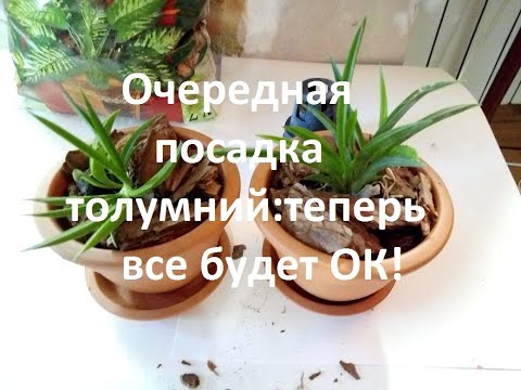 Видео: Очередная посадка толумний:теперь все будет ОК!