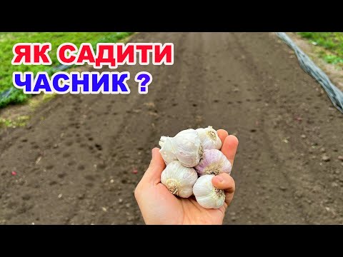 Видео: Технологія вирощування часнику на городі )