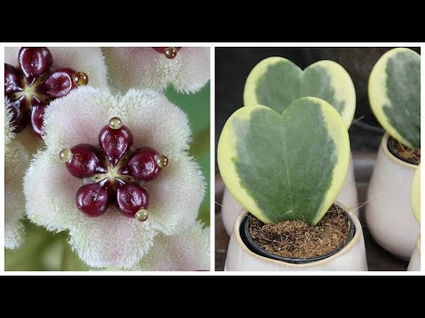 Видео: КАК ВЫРАЩИВАТЬ "ЛЮБОВНОЕ СЧАСТЬЕ" - ХОЙЯ КЕРРИ ! #HOYA #ХОЙЯ #РАЗМНОЖЕНИЕ_ХОЙИ #oldenburgru#209