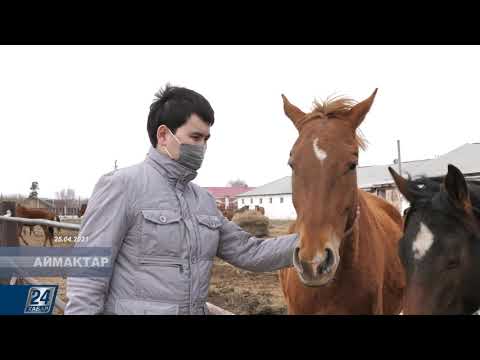 Видео: Қостанай жылқысы құрып барады І Аймақтар