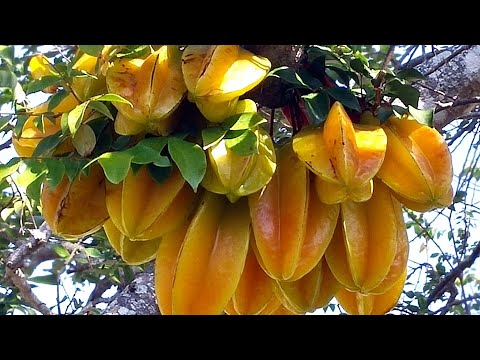 Видео: Карамбола - один из самых необычных фруктов