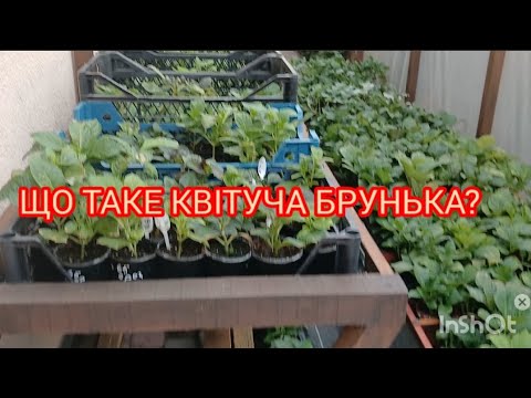 Видео: Що таке квітуча брунька  в крупнолистної гортензії?  #гортенземанка