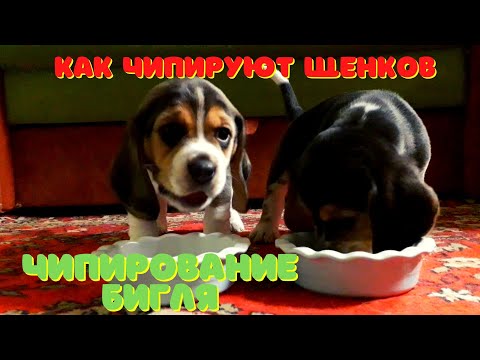 Видео: Как чипируют собак.Жизнь Бигля. Часть пятая чипирование щенков.