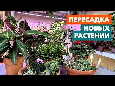 Видео: Пересадка комнатных растений и цветов » Ноябрь 2023