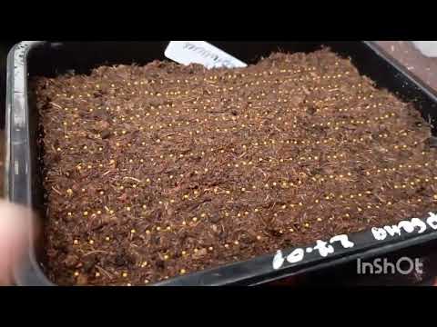 Видео: Сею ПЕТУНИЮ