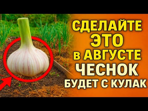 Видео: СДЕЛАЙТЕ ЭТО с грядкой в августе — и чеснок будет с кулак! 🧄 Безошибочный метод для гигантского ур