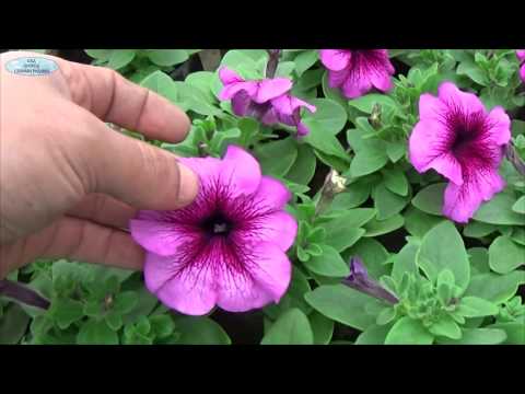 Видео: Петуния - выращиваем правильно! НЕ пропустите это действие!!!